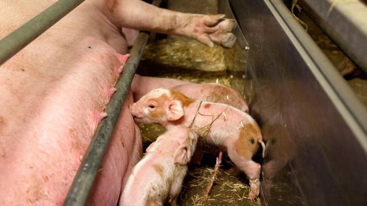 Stop for opførelse af flere dyrefabrikker med fikserede grise i farebøjler. Det vil gavne både dyr, natur og mennesker, mener World Animal Protection.