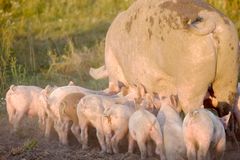 Flere fritgående grise og stop for nye dyrefabrikker, mener World Animal Protection