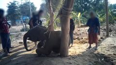 Billedet af en elefantunge, der er fjernet fra dens mor, stammer fra Thailand, men kunne ligeså godt være fra Amer Fort. Vilde elefanter trænes med lænker, tæsk og slag, så de bliver lydige rideelefanter, der er knækket mentalt.