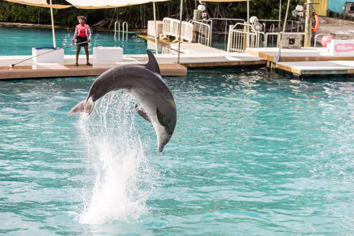 Delfinerne i Miami Seaquarium har lidt med dårlige veterinære forhold i lang tid. Derfor lukker de amerikanske myndigheder nu delfinariet ned.