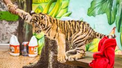 Tigerunger som denne tages fra deres mødre efter få uger, og sælges som klappedyr eller selfie-objekt til turister.