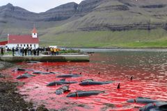 Rødt vand efter færøske jægere har dræbt cirka 130 grindehvaler i Hvannasund, Færøerne.