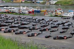 Døde grindehvaler på parade i havnen ved Hvannasund, Færøerne. Lørdag d. 1. juni. Sea Shepherd stimerer at mere end 130 hvaler blev drevet sammen og dræbt.