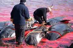 Grindedrab i Klaksvig, hvor 40 hvaler blev drevet sammen og dræbt på lavt vand