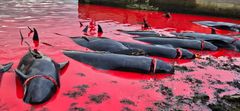 Døde grindehvaler efter massakren på cirka 130 dyr i Hvannasund lørdag d. 1. juni