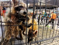 Vilde dyr til salg på Chatupack dyremarked. Udsultede vaskebjørneunger i bur på markedet før branden.