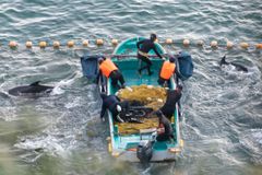 Den kontroversielle jagt på delfiner i Taiji-bugten i Japan,  er startet. I forrige sæson gik det ud over mere end 400 delfiner, der enten blev slagtet eller indfanget og solgt videre som showdyr til delfinarier over hele verden.