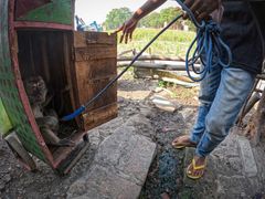 Aben Jono bliver lukket ud af en transportkasse som den første af de undsatte danseaber fra lejren i Cirebon.