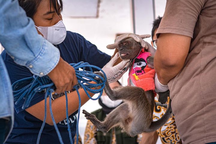 Den første frigivne danseabe, bliver undersøgt af en lokal dyrlæge, efter ejeren har overgivet den til World Animal Protections indonesiske samarbejdspartner, Jakarta Animal Aid Network, der står for redningsaktionen af underholdningsaberne på Javas sidste træningslejr. (Foto: JAAN/Nisha Brouns)