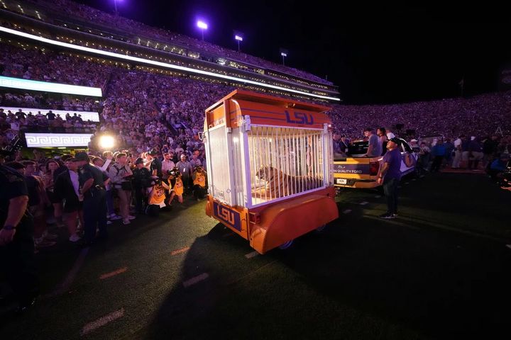 En levende tiger i et bur bag en pickup truck, køres ind på Tiger Stadium før stort fodboldopgør. Den gimmick vækker stor vrede og kritik fra studerende, dyreorganisationer og dyrevenner.