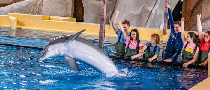 Slut med delfinshows i Belgiens sidste delfinarium, Boudewijn Seapark, hvor vilde delfiner hidtil har været indespærret i små klorfyldte bassiner, og har været tvunget til at underholde turister dagen lang. (Billede fra Boudewijn Seaparks hjemmeside)