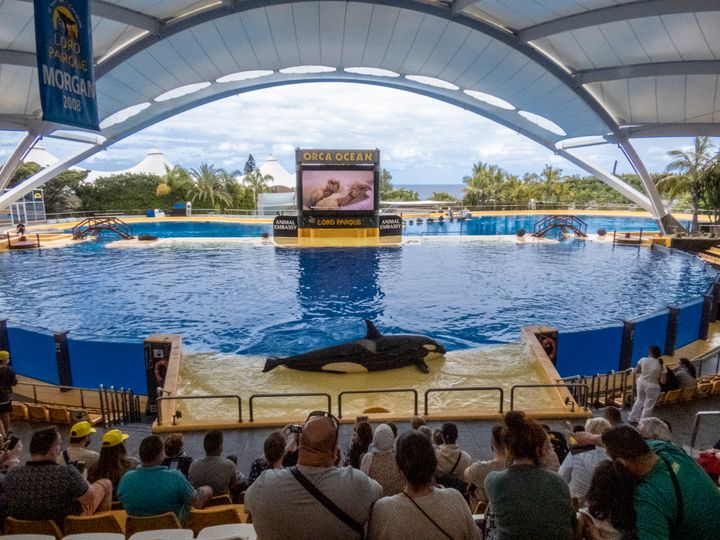 Spækhuggeren Keto døde i det spanske delfinarium, Loro Parque, hvor fire spækhuggere nu er døde før tid indenfor få år. Den kontroversielle forlystelsespark har stadig tre spækhuggere tilbage, som er trænede til at underholde de tusinder af turister, der besøger parken.