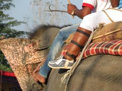 Nærbillede fra Chitwan Elephant Festival af elefanttræner med den skarpe elefantkrog, som han stikker og slår elefanten med for at kontrollere den.