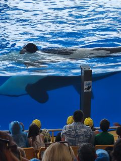 Spækhuggershow i Loro Parque, Tenerife. Sammen med The Whale Sanctuary Project opfordrer World Animal Protection den franske regering til at give tilladelse til at sætte to spækhuggere fra Frankrig fri i Canada, i stedet for at de bliver solgt til det berygtede delfinarium, Loro Parque på Tenerife.