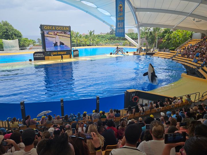 Spækhuggershow i Loro Parque, Tenerife, hvor fire spækhuggere, er døde før tid siden 2021. Wild life eksperter er bredt enige om, at delfiner og hvaler tager skade af at leve i delfinariernes små golde betonbassiner.