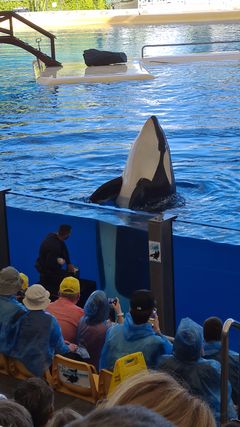 Spækhuggeren Morgan i det spanske delfinarium, Loro Parque. Hunhvalen fik fornylig en kalv, der nu også er dømt til et liv som showdyr, der strider mod de intelligente og pladskrævende dyrs naturlige behov.