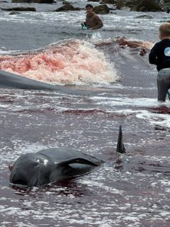 I følge øjenvidner fra Sea Shepherd, var der 30 gravide hunner blandt de dræbte hvaler. De nyfødte hvalkalve blev smidt i opstillede skraldespande efter de var omkommet i deres moders mave.