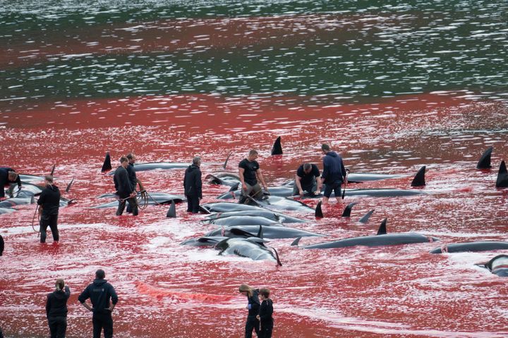 Blødende grindehvaler i bugten ved det færøske turistparadis Tjørnuvik, hvor 131 dyr blev dræbt i weekenden. 15 af de dræbte hvaler var gravide hunner.