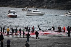 Bugten i Tjørnuvik, der normalt er et yndet udflugssted for surfere og naturelskere, der er på trekking og vandretur. Søndag blev stilheden brudt efter otte år uden de stærkt kritiserede drivjagter.