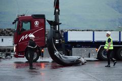 Død grindehval losses på havnen i Tjørnuvik efter den femte drivjagt på Færøerne i 2025