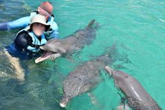 To voksne delfiner, Azteca og Citlali med delfin-kalven, Moctezuma i et mexikansk delfinarium.