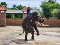 Underholdning med elefant i thailandsk safaripark.