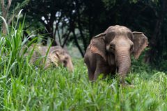 Kun syv procent af Thailands elefanter i fangenskab lever i lejre, hvor de udelukkende observeres på afstand – den form for turisme, som vurderes at være mindst skadelig for dyrene.