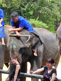 For at turister kan komme helt tæt på turistelefanter kræver det rå træning og kontrol, hvor den skarpe elefant-krog bruges til at styre  verdens største landlevende pattedyr.