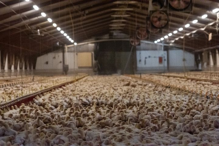 Kyllingekød fra de mest udbredte danske fastfood-kæder kommer i langt overvejende grad fra danske stalde med turbokyllinger, der er stuvet sammen på alt for lidt plads uden adgang til dagslys og udendørs arealer.