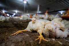 World Animal Protection så helst, at de store kæder - som en selvfølge - havde et udbud af økologiske eller frilands-alternativer, så kødet ikke kommer fra turbokyllinger der er stuvet sammen på alt for få kvadratmeter, uden adgang til dagslys og som knap kan bære deres egen vægt.