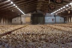 Kyllingekød i fastfoodindustrien kommer i langt overvejende grad fra turbokyllinger, der vokser så hurtigt, at de har svært ved at bære deres egen vægt, og hverken har adgang til dagslys eller udendørs arealer.