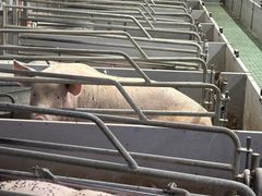 "Kravene fra fagfolk, rådgivere og forbrugere, bør få politikerne til at reagere, når de kan se, at både deres vælgere og eksperterne har mistet tilliden  til svineindustrien," siger World Animal Protection Danmark.