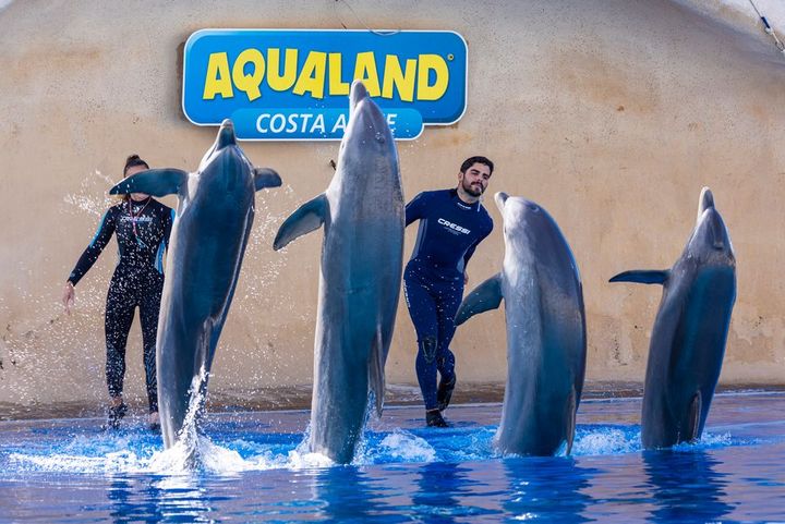 Over en halv million vilde dyr lider i turistindustrien. World Animal Protection glæder sig derfor over rejsebranchen, der i stigende grad tager afstand fra salg af udflugter til oplevelser, hvor man har nærkontakt med vilde dyr eller oplever dem i shows,