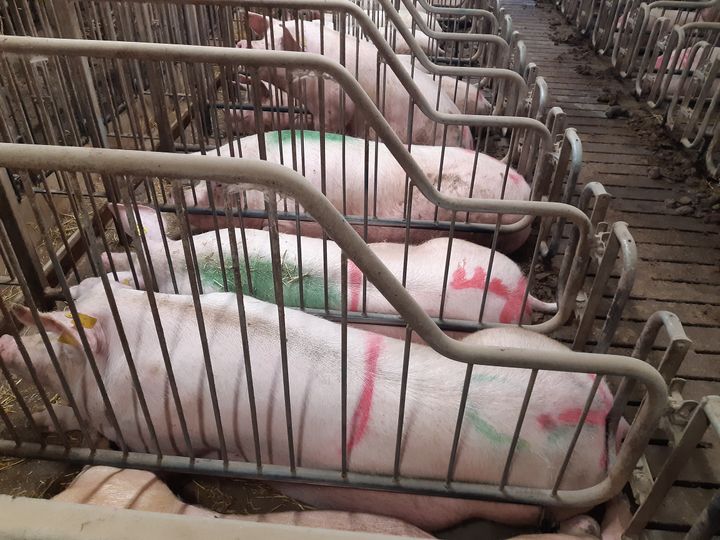 Svigtet overfor dyrene sker på alle niveauer. Det er ganske enkelt uacceptabelt," siger Pernille Fraas Johnsen, om Rigsrevisionens afsløring af myndighedernes mangelfulde kontrol af dyrevelfærden i dansk svineindustri.