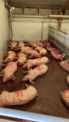 Omfattende ændringer i svineindustrien bør ligge meget højt på den kommende regerings opgaveliste, mener World Animal Protection Danmark efter nye afsløringer af mishandlede grise, der transporteres i strid med loven. Foto fra TV2-dokumentaren 'Hvem passer på grisene?', der viser døde grise med skambidte haler.