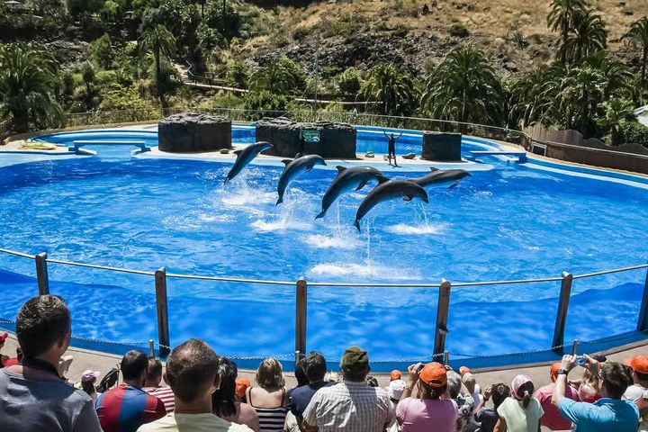 Delfinshow i Palmitos Park, Gran Canaria. Dyreparken er opført ulovligt i strid med regler om blandt andet arealanvendelse og miljø. Alligevel sælger TUI billetter til den omstridte turistattraktion.