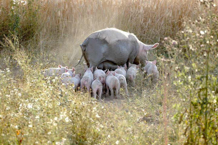 Danske grise på friland. World Animal Protection Danmark forventer, at det nye ministerium for dyrevelfærd vil føre til flere grise på friland, og langt færre bag tremmer. "Vi vil holde regeringen op på deres mange løfter om bedre dyrevelfærd," siger organisationen.