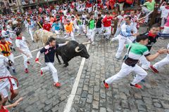 I dag starter det traditionelle tyreløb i Pamplona, hvor tyrene hver dag jagtes gennem gaderne blot for at ende deres liv i en blodig kamp i arenaen ved aftenens tyrefægtning.