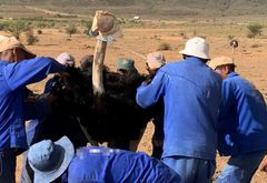 Industrien påstår, at strudsefjer fås via fuglenes naturlige fældning. Men virkeligheden er en helt anden. De vilde dyr bliver behandlet med helt uacceptable metoder, der forårsager smerte, stress samt blødende sår og vævsskader. Billedet her er fra en sydafrikansk strudsefarm.