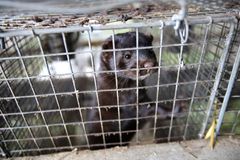 Mink kan ikke få et liv, der passer til deres naturlige behov, i de små bure, som pelsproduktionen bygger på. EU skal ikke bruge flere år og flere milliarder kroner på at holde liv i en industri, som både borgere og videnskab har sagt nej til, mener World Animal Protection i forbindelse med en ny økonomisk analyse af fortsat minkproduktion.