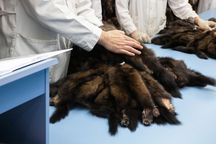 "Det er både bedre og billigere at udfase pelsavlen én gang for alle end at bruge offentlige penge på at få en uholdbar produktion til at se mere dyrevenlig ud”, siger World Animal Protection, der har fået økonomer til at beregne forskellen mellem et minkavler-forbud og en fortsat produktion af minkskind.