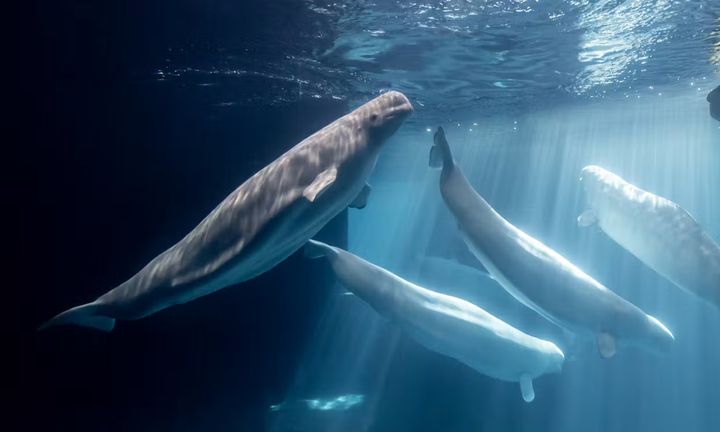 Hvidhvalen Caspian mens den endnu var i live i Shedd Aquarium, Chicago. Det er den sjette hval, der er død på mindre end tre måneder efter overførsel fra Marineland Ontario. (Foto: Fra Shedd Aquariums hjemmeside).