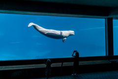 Hvidhval i det nu lukkede Marineland Ontario i Canada