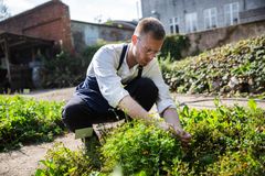 En elev iført forklæde er bøjet over et grøntsagsbed  i Skolehaven for at høste grønt.
