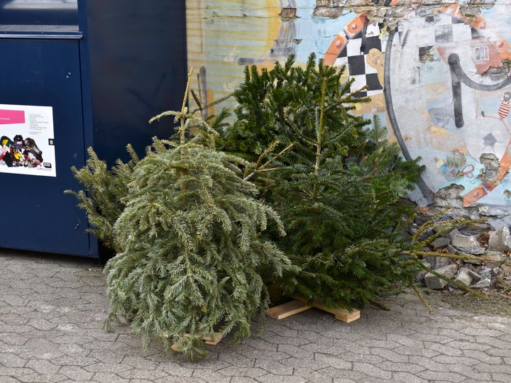 Gamle juletræer bliver til kompost i Københavns Kommune.  Foto: Københavns Kommune