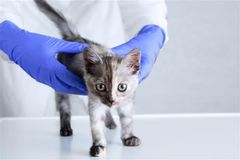 Photo credit: iStockphoto, Iuliia Alekseeva