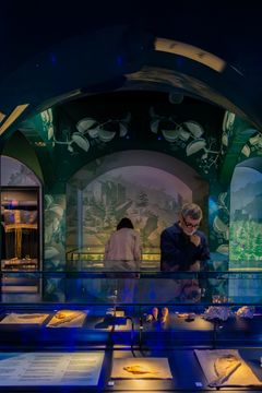 Gæster i Yemen kigger på indsamlede havdyr fra den arabiske rejse. Foto Nationalmuseet