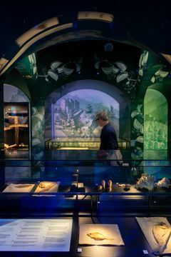 Se Forsskåls indsamlede havdyr og planter fra den arabiske rejse. Udlånt af Statens Naturhistoriske Museum. Foto Nationalmuseet