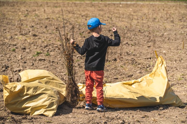 Elsker du også at plante træer?