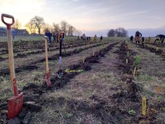 Så er der håndplantet træer.